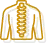spinal-cord